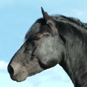 Horse mouth anatomy