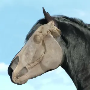 Horse skull anatomy