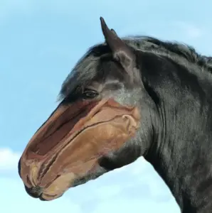 Horse mouth anatomy tongue and palate